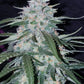 Pineapple Express Auto - Cannaseuse - Curated Genetics - 42 Fast Buds