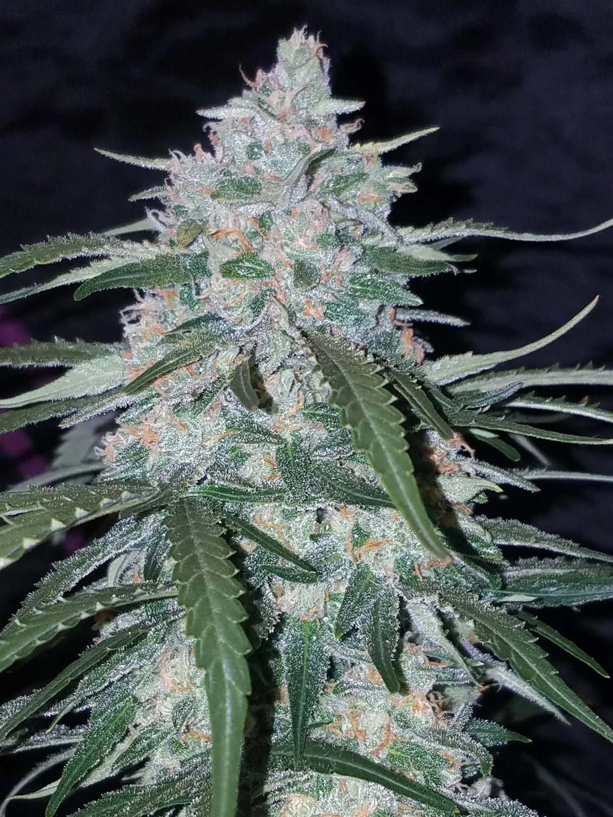 Pineapple Express Auto - Cannaseuse - Curated Genetics - 42 Fast Buds