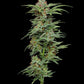 Humboldt Seed Company-Pineapple Muffin