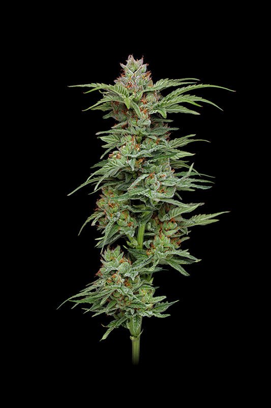 Humboldt Seed Company-Pineapple Muffin