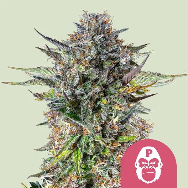 Pink Gorilla - Cannaseuse - Curated Genetics - Royal Queen Seeds
