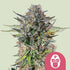 Pink Gorilla - Cannaseuse - Curated Genetics - Royal Queen Seeds