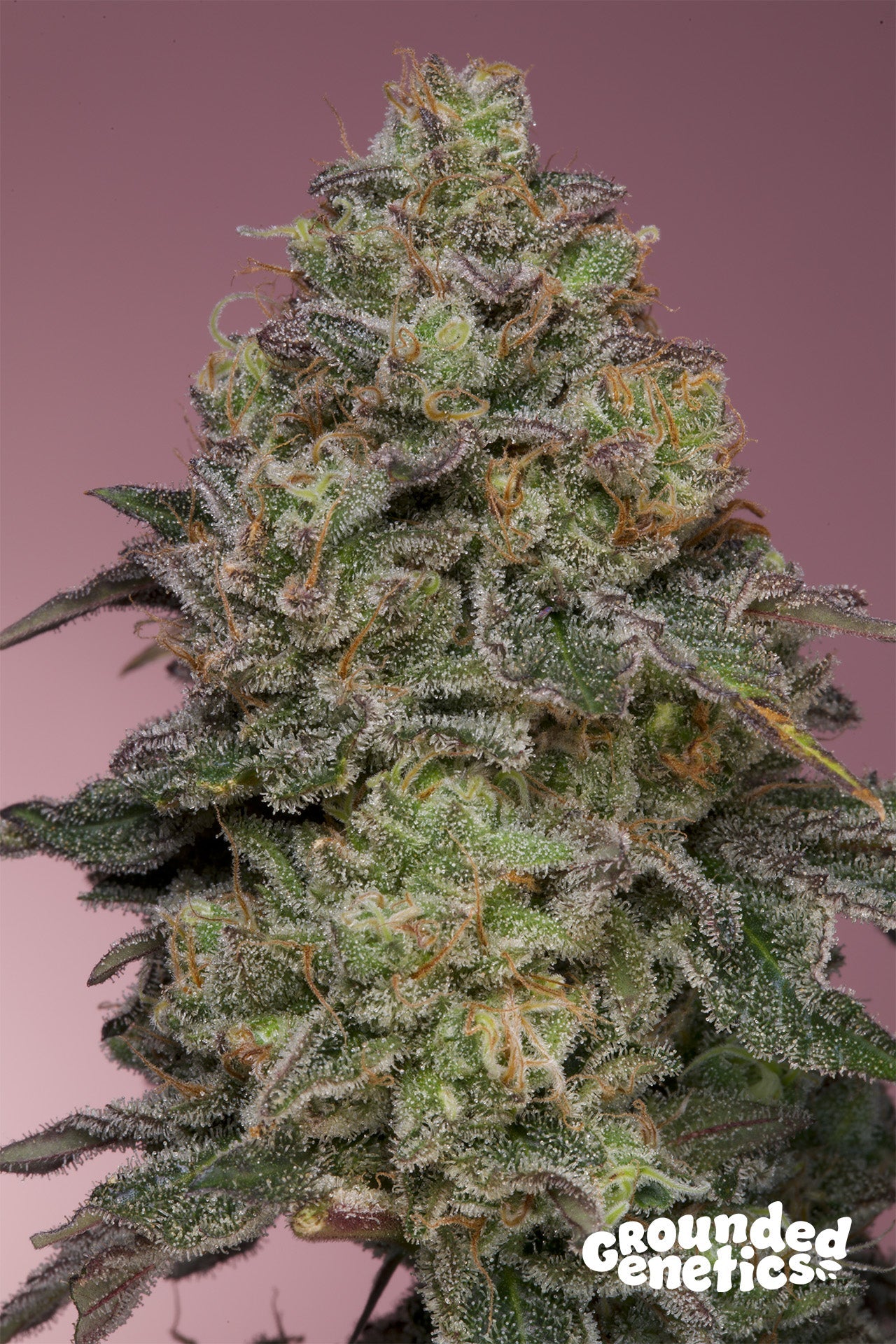 Grounded Genetics-Pink Parmesan