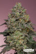 Grounded Genetics-Pink Parmesan