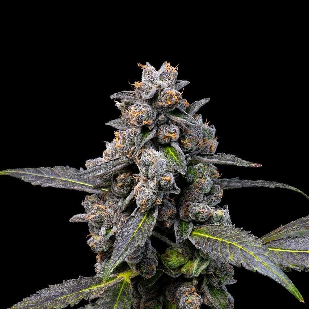 Pink Passion Fruit