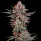 Pink Runtz - Cannaseuse - Curated Genetics - Royal Queen Seeds