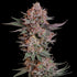 Pink Runtz - Cannaseuse - Curated Genetics - Royal Queen Seeds