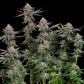 Pink Runtz - Cannaseuse - Curated Genetics - Royal Queen Seeds