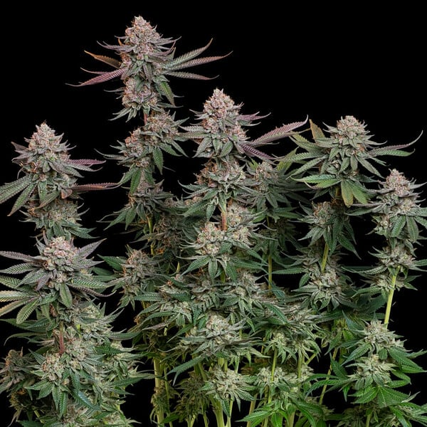 Pink Runtz - Cannaseuse - Curated Genetics - Royal Queen Seeds
