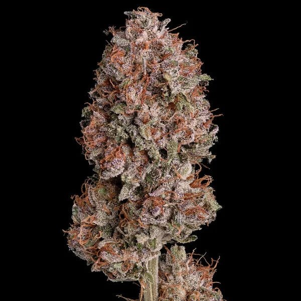 Pink Runtz - Cannaseuse - Curated Genetics - Royal Queen Seeds
