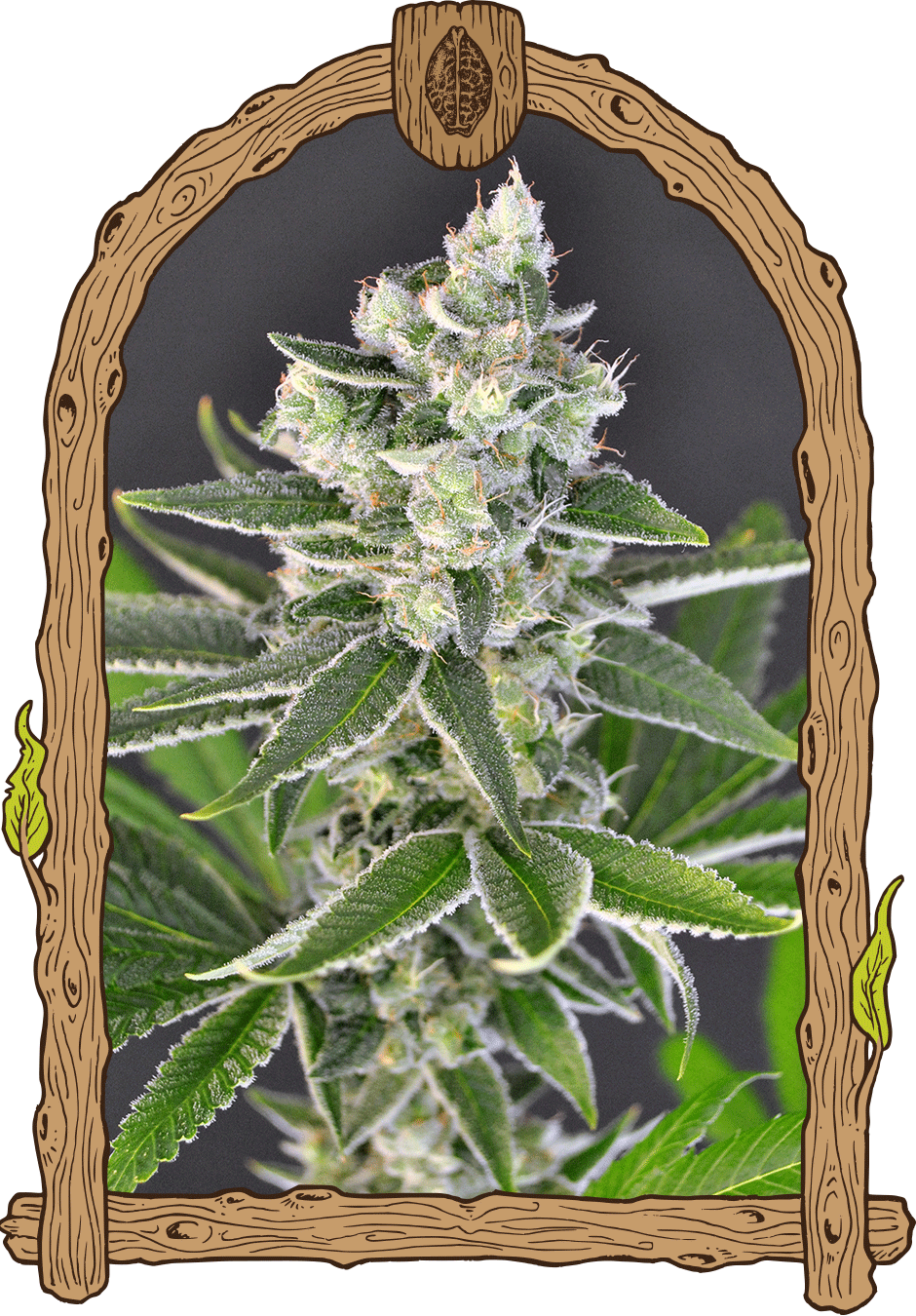 Pink Hokkaido - Cannaseuse - Curated Genetics - Exotic Seed