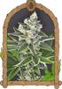 Pink Hokkaido - Cannaseuse - Curated Genetics - Exotic Seed