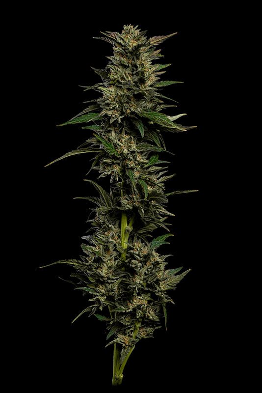 Humboldt Seed Company-Pistachio