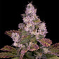 Planet Diesel