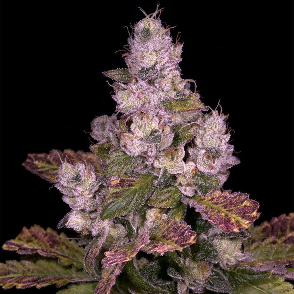 Planet Diesel
