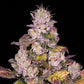 Planet Diesel