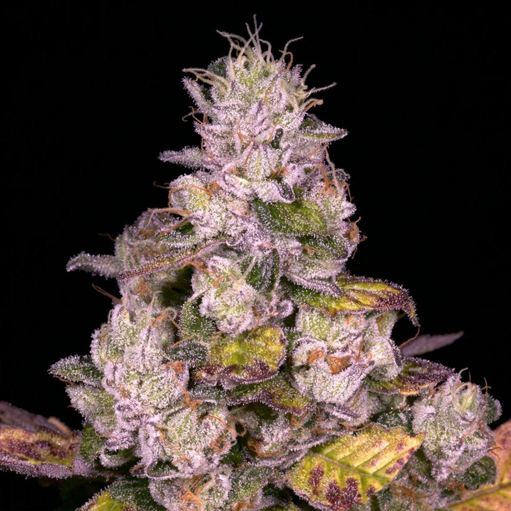 Planet Diesel