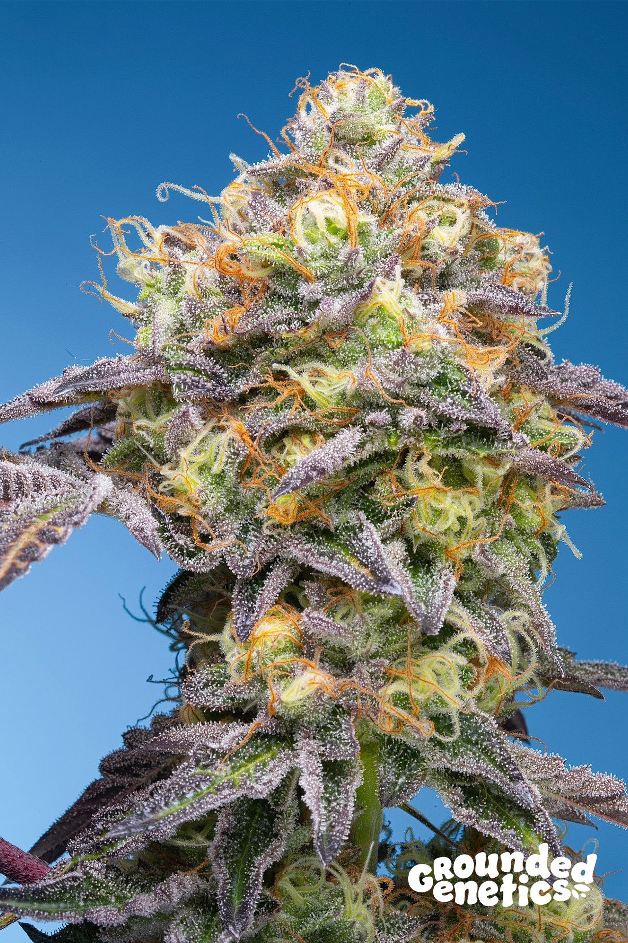Grounded Genetics-Plumz