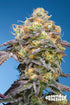 Grounded Genetics-Plumz
