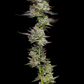 Humboldt Seed Company-Poddy Mouth