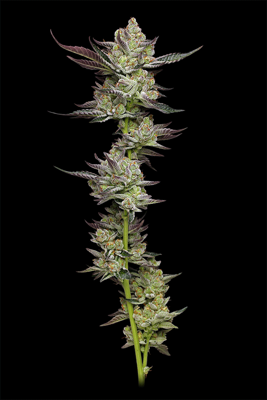 Humboldt Seed Company-Poddy Mouth