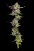 Humboldt Seed Company-Poddy Mouth