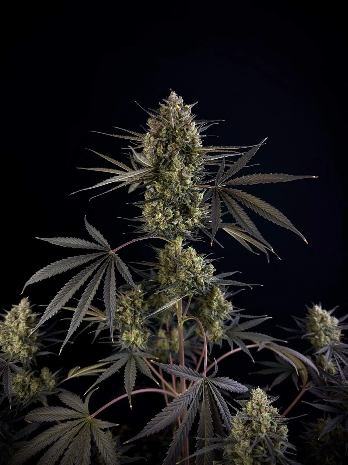 Pound Cake Auto™ - Cannaseuse - Curated Genetics - 42 Fast Buds
