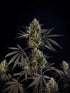 Pound Cake Auto™ - Cannaseuse - Curated Genetics - 42 Fast Buds