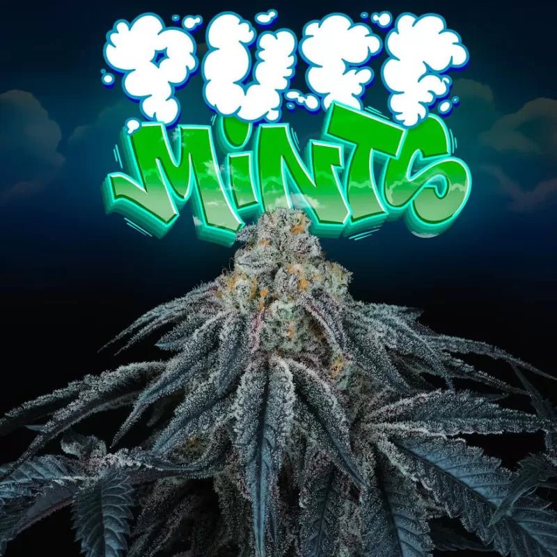 Perfect Tree Seeds-Puff Mints