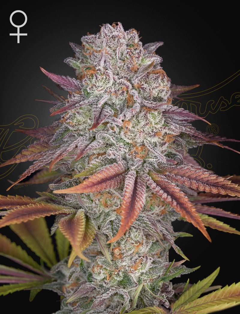 Green House Seeds-Pulp Friction