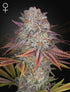 Green House Seeds-Pulp Friction