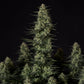 Punch Pie - Cannaseuse - Curated Genetics - Tyson 2.0 x RQS