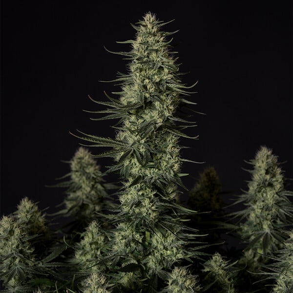 Punch Pie - Cannaseuse - Curated Genetics - Tyson 2.0 x RQS