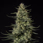 Punch Pie - Cannaseuse - Curated Genetics - Tyson 2.0 x RQS