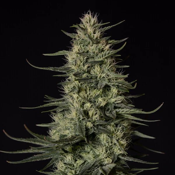 Punch Pie - Cannaseuse - Curated Genetics - Tyson 2.0 x RQS