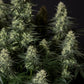 Punch Pie - Cannaseuse - Curated Genetics - Tyson 2.0 x RQS
