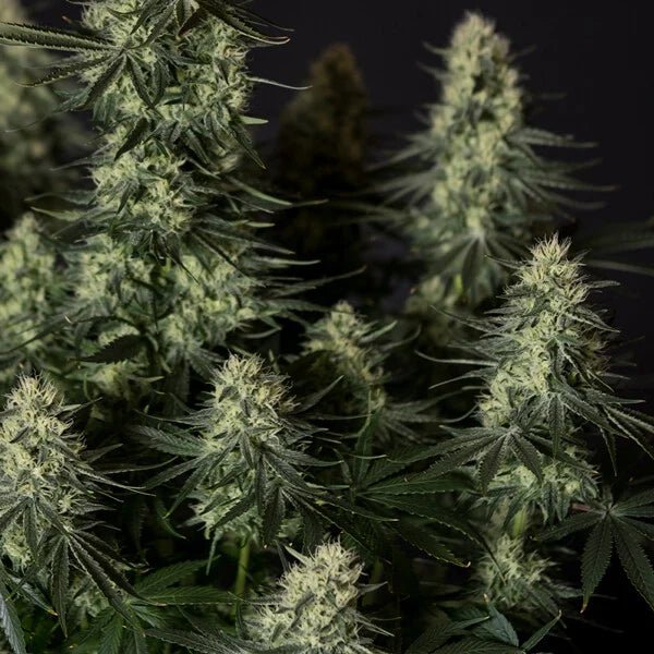 Punch Pie - Cannaseuse - Curated Genetics - Tyson 2.0 x RQS