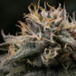 Punch Pie - Cannaseuse - Curated Genetics - Tyson 2.0 x RQS