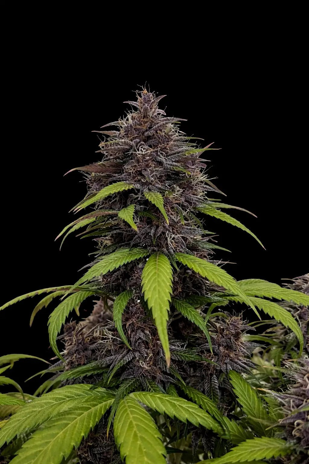 Purple Haze Auto™ - Cannaseuse - Curated Genetics - 42 Fast Buds