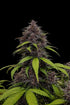 Purple Haze Auto™ - Cannaseuse - Curated Genetics - 42 Fast Buds