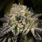 Archive Seed Bank-Purp Skurp