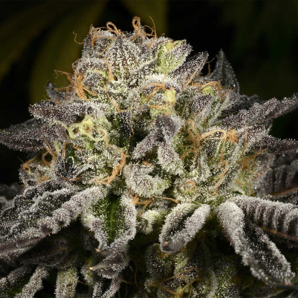 Archive Seed Bank-Purp Skurp