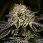 Archive Seed Bank-Purp Skurp