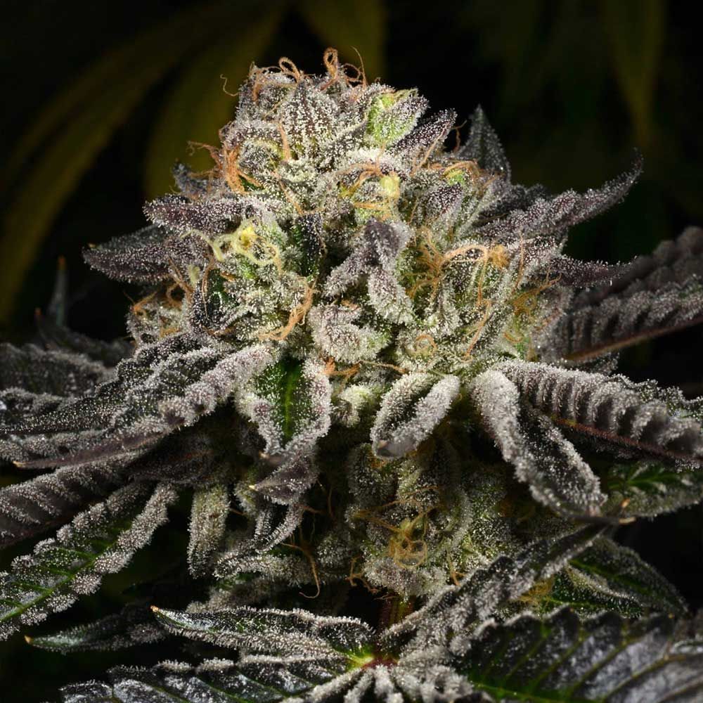 Archive Seed Bank-Purp Skurp