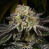 Archive Seed Bank-Purp Skurp