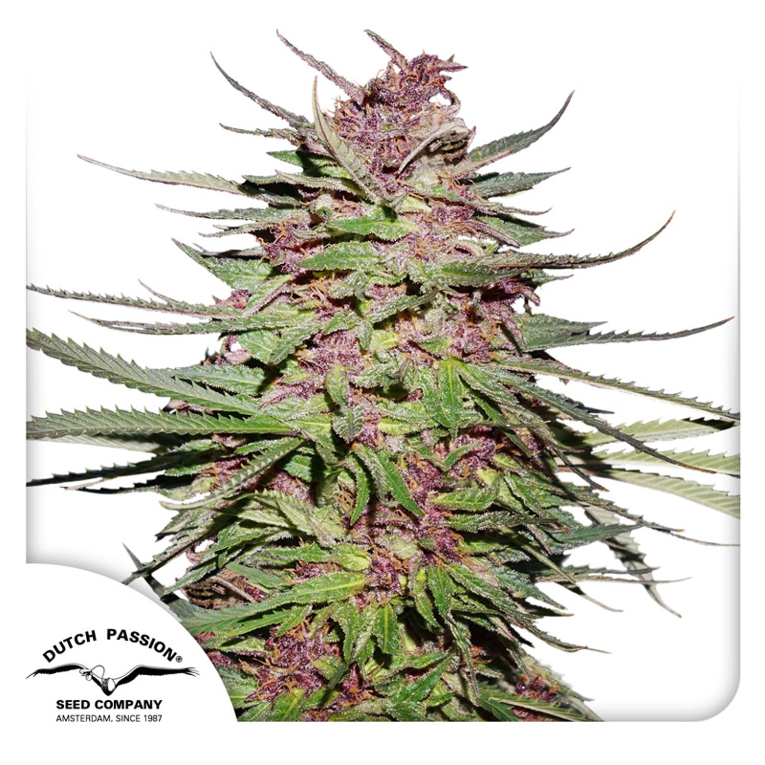 Dutch Passion-Purple 1