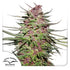 Dutch Passion-Purple 1