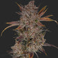 Purple Banana Popesicle - Cannaseuse - Curated Genetics - Night Owl Seeds
