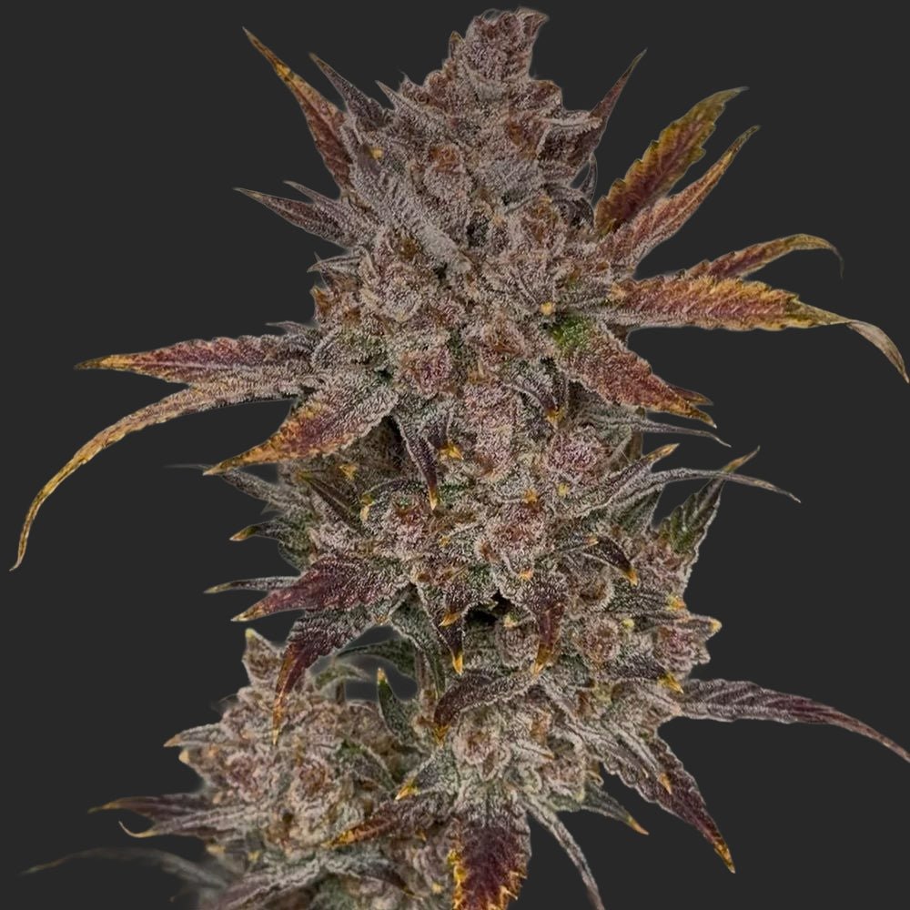 Purple Banana Popesicle - Cannaseuse - Curated Genetics - Night Owl Seeds