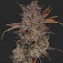 Purple Banana Popesicle - Cannaseuse - Curated Genetics - Night Owl Seeds